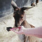 Koe Yeet Instagram - 🦘