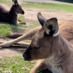 Koe Yeet Instagram - 🦘