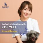 Koe Yeet Instagram – #LoveAllBeings 💖 @koeyeet and her family has a rather meaningful hobby — they rescue dogs!! 🥰

Through this campaign, @koeyeet kindly reminds us that sometimes, even something as simple as being kind towards homeless animals is good enough ❤️

If you don’t like them, you don’t have to hurt them. Just leave them alone! ✨

🌟 SHARE this message of kindness with your friends and family now! 🥹
.
.
.
#myforeverdoggo #bekindtoanimals #kindnessmatters #adoptdontshop #dogsofmalaysia #malaysiadogs