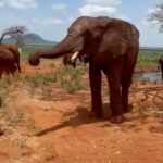 Kristin Davis Instagram - The best kind of reunion ♥️🐘 thank you @people for helping me share Ndotto’s amazing story and highlighting how impactful the fostering program at the @sheldricktrust can be! Anyone can foster these amazing creatures, even you!