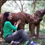 Kristin Davis Instagram - The best kind of reunion ♥️🐘 thank you @people for helping me share Ndotto’s amazing story and highlighting how impactful the fostering program at the @sheldricktrust can be! Anyone can foster these amazing creatures, even you!