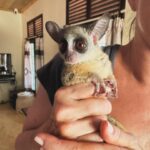 Kristin Davis Instagram - I have just had the honor of meeting Spencer, a Bushbaby being raised by @sheldricktrust . He is a tiny orphaned baby who is being showered with love and care and will grow up to live a life in the wild in Kenya. It is such a joy to be able to be a tiny part of an organization that is dedicated to truly important things - caring for injured and orphaned animals, saving wild habitats and employing hundreds of people equally committed to doing good in the world. Thank you to everyone at #SWT for your dedication and hard work to preserve the natural wonders of this world! 💚