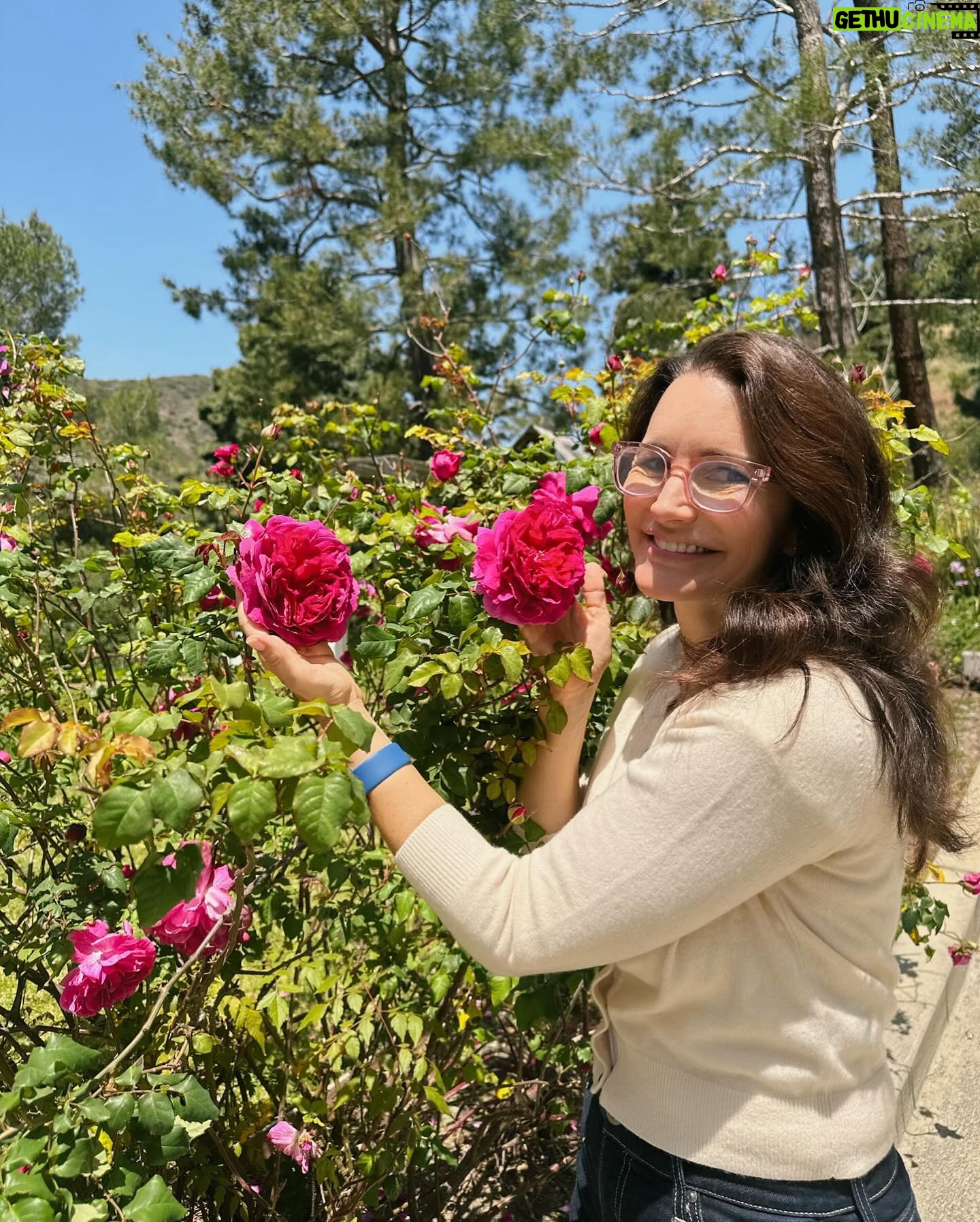 Kristin Davis Instagram - Spring has sprung! So happy to have these beautiful roses blooming all around my house!