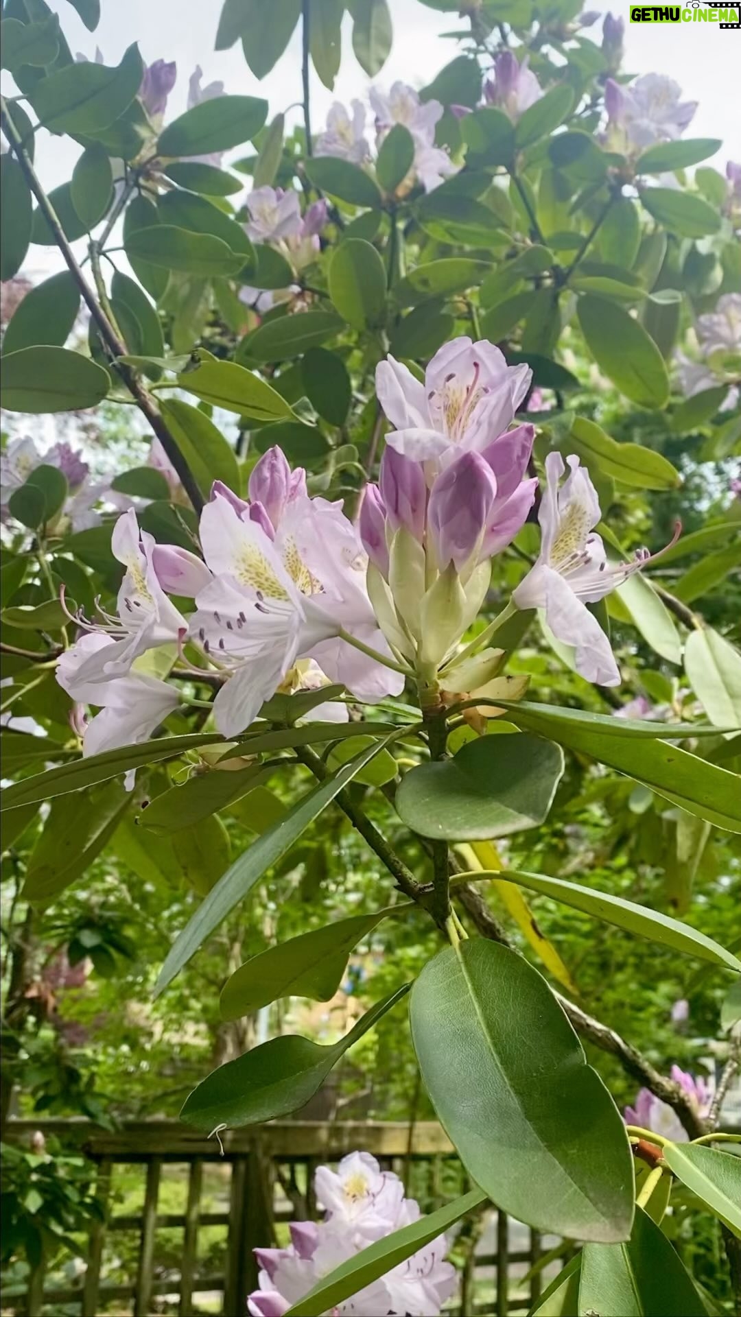 Kristin Kreuk Instagram - Flowers for you 💐