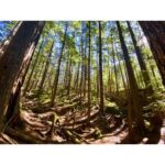 Kristin Kreuk Instagram – When you move back to Vancouver, it’s best to become a stereotype and hike a lot. (Also, watch @durance.erica ‘s Hallmark movie tonight! She can’t get into her Instagram account, so I’ll just keep reminding you.)