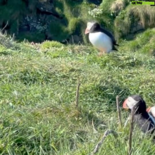 Kristin Kreuk Instagram - Puffins!!! By popular demand. Island of Lunga, Scotland. (My iPhone camera was not meant for puffin capture. But they are still adorbs)