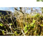 Kristin Kreuk Instagram – Spring. Spring. Spring.
