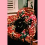 Kristin Kreuk Instagram - It’s a day I don’t celebrate but appreciate that many others do. I hope you are all loving each other and yourselves in ways that help you grow, feel cozy, break your heart (and mend it), make you brave, and allow you to hide when necessary. My cats and I present your feed with pink and red pictures of us along with poetry by the brilliant Eve Ewing. Origin Story(by Eve Ewing from her book “Electric Arches”) “This is true: my mother and my father met at the Grevhound bus station in the mid-eighties in Chicago. my mother, all thick glass and afro puff, came west on the train when she was nineteen, lived in a friend's house and cared for her children, played tambourine in a Chaka Khan cover band. my'father, all sleeveless and soft eye, ran away from home when he was seventeen, mimeographed communist newspapers and drew comic books like this one, for sale. one dollar. my mother bought one. love is like a comic book. it's fragile and the best we can do is protect it in whatever clumsy ways we can: plastic and cardboard, dark rooms and boxes. in this way, something never meant to last might find its way to another decade, another home, an attic, a basement, intact. love is paper. and if my parents' love was a comic book, it never saw polyvinyl, never felt a backing. it was curled into a back pocket for a day at the park, lent to a friend, read under covers, reread hanging upside down over the back of the couch, memorized, mishandled, worm thin, staples rusted. a love like that doesn’t last but it has a good ending.” -Eve Ewing Photo of me by @theportraitsessions