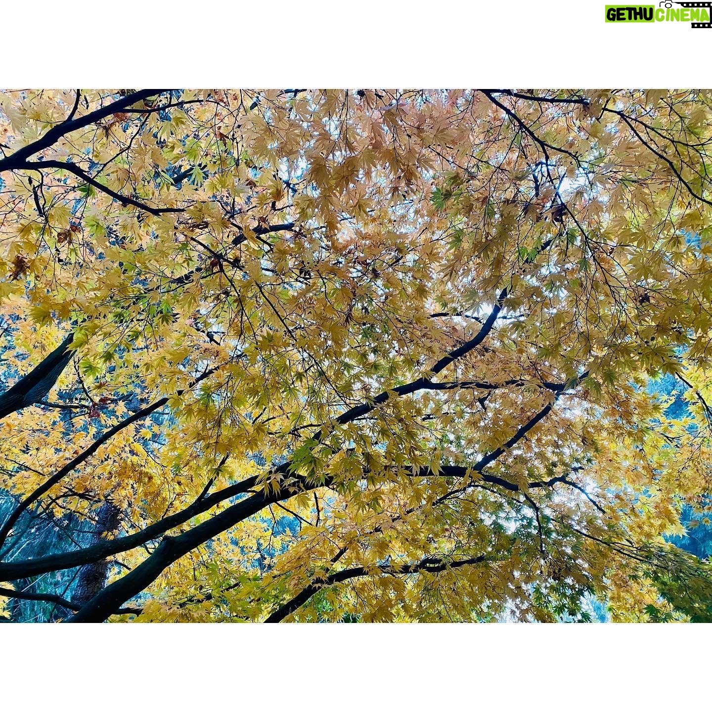 Kristin Kreuk Instagram - Some November things. The next three of my weekends will be spent at conventions (SF, Columbus, Steel City Con—come say hi!). Here is some stillness. Fog, leaves, a couple of my favorite November reads thus far, the light in my house. The book excerpt is from “The Marriage Portrait”.