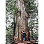 Kristin Kreuk Instagram - First adventure of 2023. TREES!!!! OCEAN!!! (These are mostly from Tofino, BC)