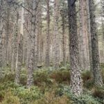 Kristin Kreuk Instagram - I dunno. I’m just making reels highlighting outside places now. This one is Cairngorms.
