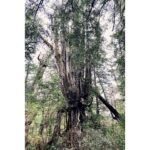 Kristin Kreuk Instagram - First adventure of 2023. TREES!!!! OCEAN!!! (These are mostly from Tofino, BC)