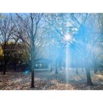Kristin Kreuk Instagram - A story about the sun. And leaves.