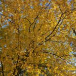 Kristin Kreuk Instagram - A story about the sun. And leaves.