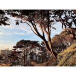Kristin Kreuk Instagram - Thank you, San Francisco! I have had an amazing few days exploring your wonderful city. Here are trees and selfies and city scapes. Until next time!!