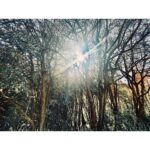 Kristin Kreuk Instagram - Thank you, San Francisco! I have had an amazing few days exploring your wonderful city. Here are trees and selfies and city scapes. Until next time!!