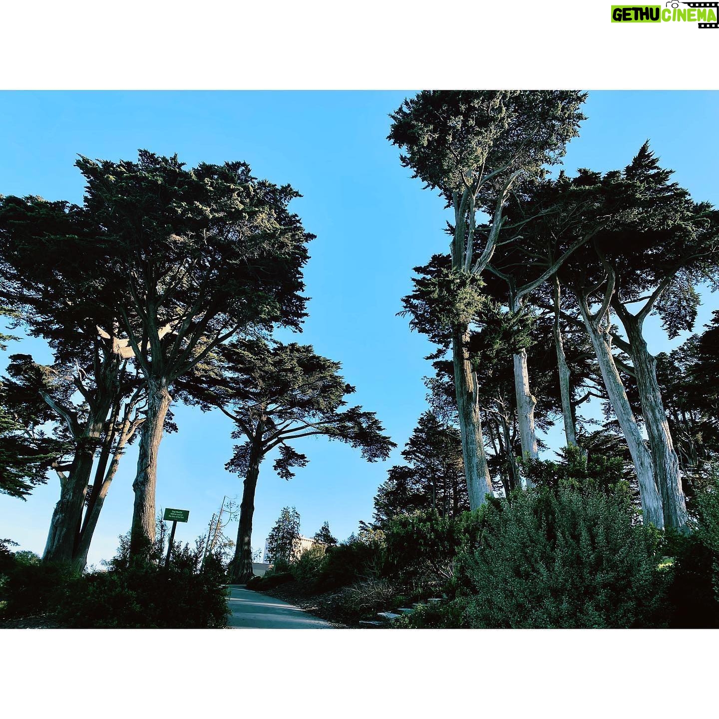 Kristin Kreuk Instagram - Thank you, San Francisco! I have had an amazing few days exploring your wonderful city. Here are trees and selfies and city scapes. Until next time!!