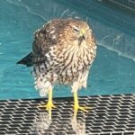 Krysten Ritter Instagram - Hi internet - this guy has been visiting every day. There have been a few suggestions about what kind of hawk/eagle it might be. Who’s a birdie expert! Me and my baby love to go say hi when he arrives for a pool bath.
