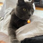 Kumail Nanjiani Instagram - Bagel. Notice the paw. She wil sit there with her paw on my hand for HOURS.