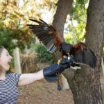 Kumail Nanjiani Instagram - Big thanks to @hawkonhand for introducing us to falconry and a bunch of awesome folks (birds of prey.) 1. Barn Owl 2. Harris’s Hawk 3. Augur Buzzard