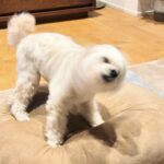Kyary Pamyu Pamyu Instagram - 🌪️🐶