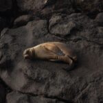 Kyle Krieger Instagram - It’s only been 4 days in the Galápagos and I’ve had more life changing moments than I can count. Thanks to @zach_arias_ for putting on this incredible yoga adventure retreat. We are living on the @nemogalapagoscruises Nemo II and the staff has been so lovely. Can’t believe we have 4 more days to go 🤭❤️‍🔥