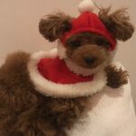 Kyoko Fukada Instagram - もうすぐChristmasですね🎄 我が家の犬達も今年のリースの前で記念撮影をしました♥️右がメロンで11歳、左はポッケ来月1歳になります🎁（親バカ自己紹介...聞かれてないのにすみません）名前の由来は子供の頃観ていた教育TVに出てくる「ぱぴぷぺぽっけ」からです📺💕同世代の方はわかるかな♥️安達祐実ちゃんも観ていたそうで、盛り上がってテーマソングを一緒に歌ってくださったんです🌈💕ぱぴぷぺポッケを皆様どうぞ宜しくお願い致します⭐️ #MelonChristmas #PapipupePokke #皆様にサンタさんが来ます様に #初めて恋をした日に読む話 #はじこい #kyokofukada