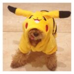 Kyoko Fukada Instagram - HALLOWEEN🎃 に我が家に出現したモンスター👻 CP1982メロチュー HP112. タイプ犬 重さ1.3kg. 高さ0.26m #ポケモンGO?風 #実はまだ未経験
