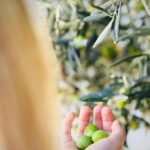 Laëtitia Milot Instagram – Symbole de longévité et de force, Badri m’a offert ce sublime olivier lorsque nous nous sommes mariés, il y a déjà 16 ans. Quelle joie de voir pousser cet arbre au fil des années, de pouvoir cueillir de délicieuses olives en famille et de parfumer nos plats ! 🫒😋

#olivier #olives #olivesmacérées  #huiledolive