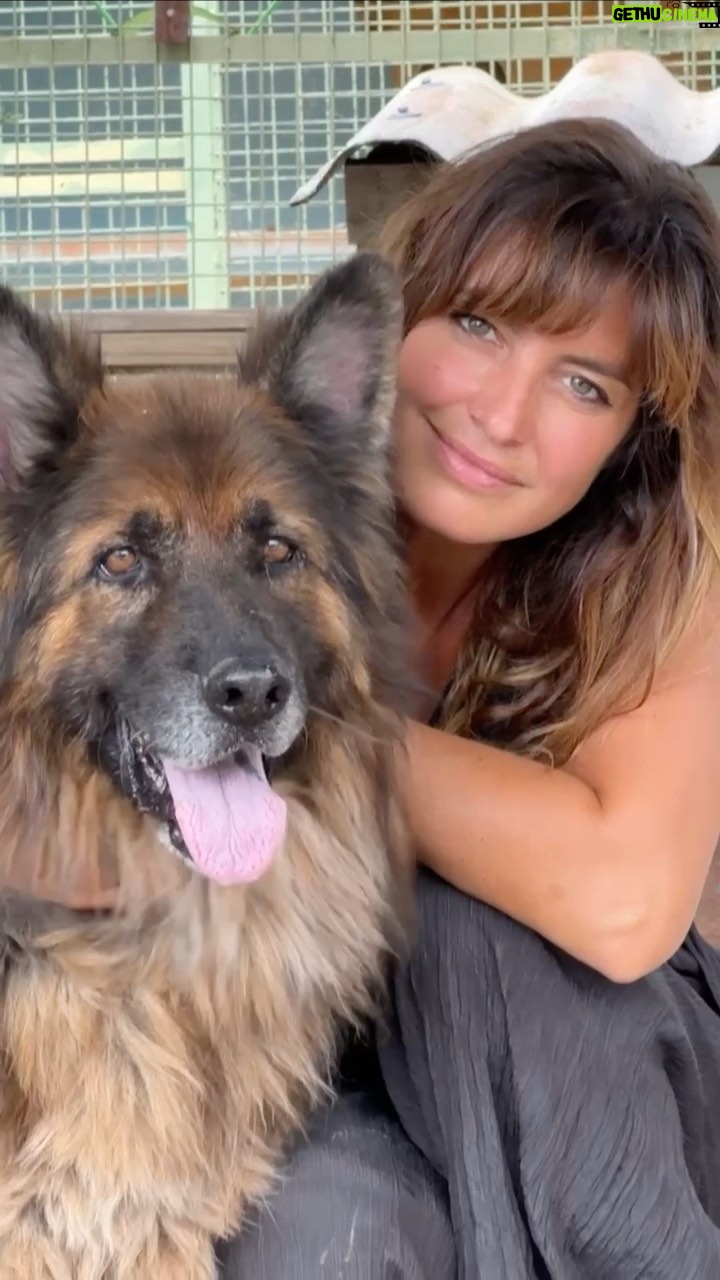 Laëtitia Milot Instagram - Jack, Ruben, Kira, Jack, Cookie et les autres animaux du @cdadecabriesofficiel, refuge partenaire de @30millionsdamis, n’attendent qu’une famille qui est prête à leur offrir de l’amour ! ❤️🐾🐱🐶 #adoption #chien #chat #marseille #provence