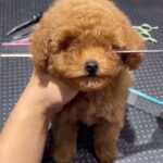 La Toya Jackson Instagram - Too cute!!! Love this song by #selenagomez #instagood #photooftheday #beautiful #puppies #puppylove #cute #love #style