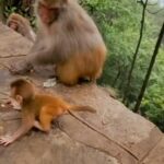 La Toya Jackson Instagram - What do you think she’s doing? Is she protecting the baby from falling or just being mean??? #animals #precious #wildlife #nature #love #monkeys #jungle