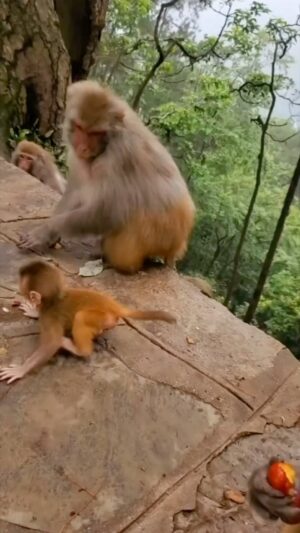 La Toya Jackson Instagram - What do you think she’s doing? Is she protecting the baby from falling or just being mean???

#animals #precious #wildlife #nature #love #monkeys #jungle