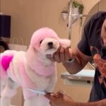 La Toya Jackson Instagram - OMG, I’m obsessed!!! How awesome are they and it’s all vegan dye. @Gabrielfeitosagrooming does incredible work! #dogs #instagood #awesome #art #vegan #dye #cute #photooftheday #smile #love #Animals