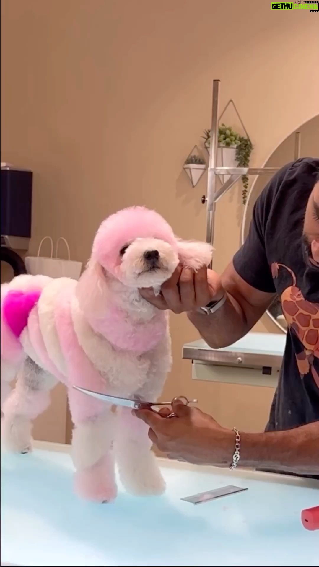 La Toya Jackson Instagram - OMG, I’m obsessed!!! How awesome are they and it’s all vegan dye. @Gabrielfeitosagrooming does incredible work! #dogs #instagood #awesome #art #vegan #dye #cute #photooftheday #smile #love #Animals