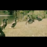 La Toya Jackson Instagram – I love this! I can watch it over and over again. These guys are too cute!
#instagood #Mj #beatit #MichaelJackson #dance #smile #animals #cute #love #life #funny #mjfans
