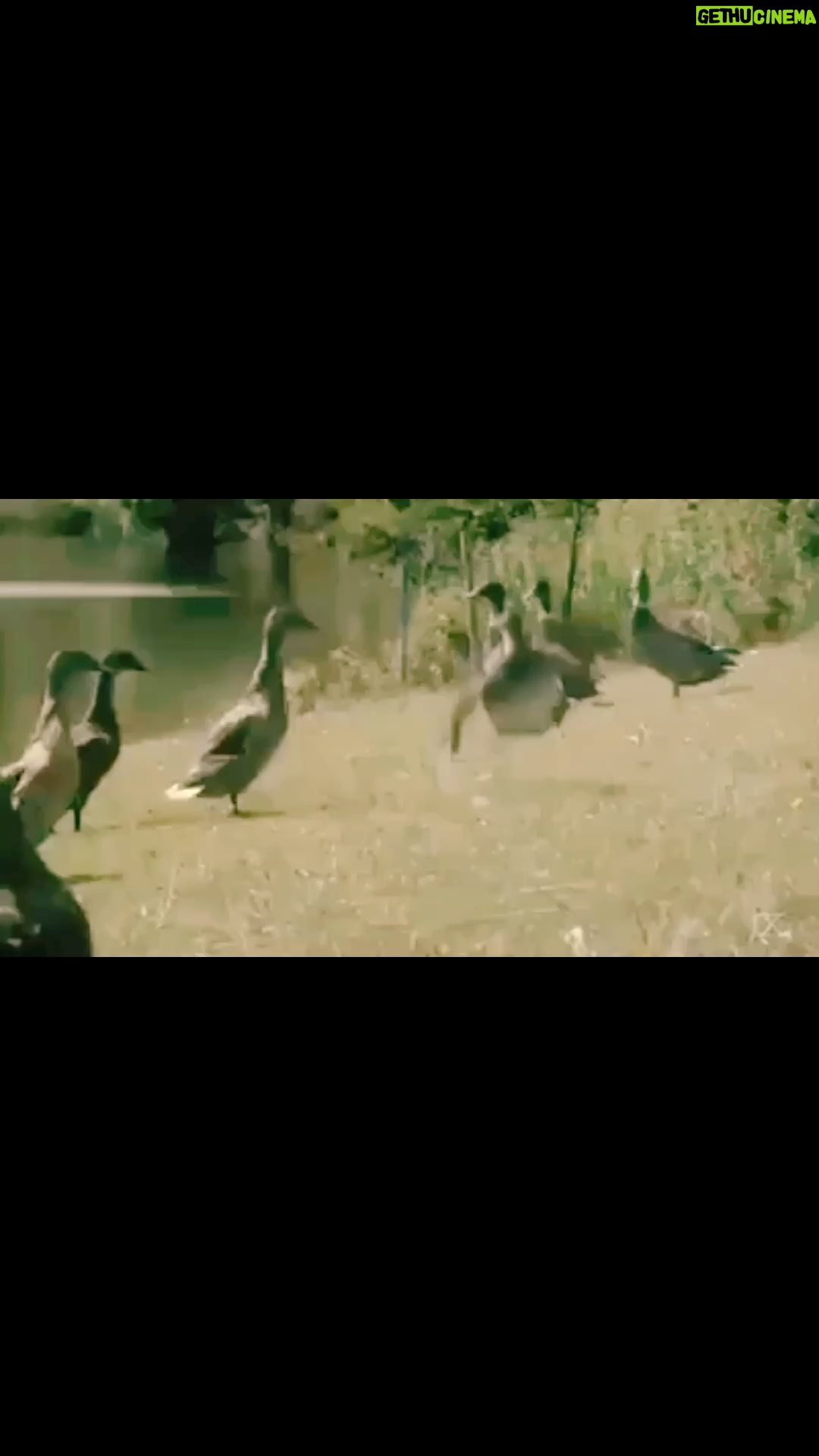 La Toya Jackson Instagram - I love this! I can watch it over and over again. These guys are too cute! #instagood #Mj #beatit #MichaelJackson #dance #smile #animals #cute #love #life #funny #mjfans