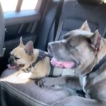 Laila Ali Instagram - 🐾❤️