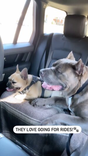 Laila Ali Instagram - 🐾❤️