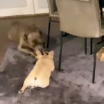 Laila Ali Instagram - Malibu is alway stalking Buddy over his bone. She’s has her own, but waits to get a chance to take his. 🤣