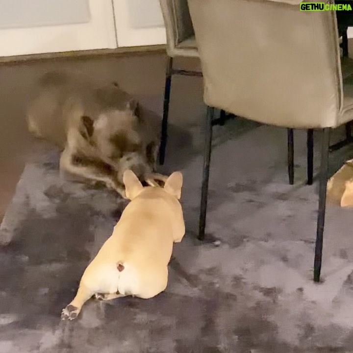 Laila Ali Instagram - Malibu is alway stalking Buddy over his bone. She’s has her own, but waits to get a chance to take his. 🤣