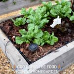 Laila Ali Instagram - 😍Working in my garden today. Looking forward to watching my Non-GMO & Organic lettuce, bok choy, broccoli, greens, cauliflower, cabbage, carrots, beets, onions, edible flowers and herbs grow. #conwayhomegarden #lailaalilifestyle