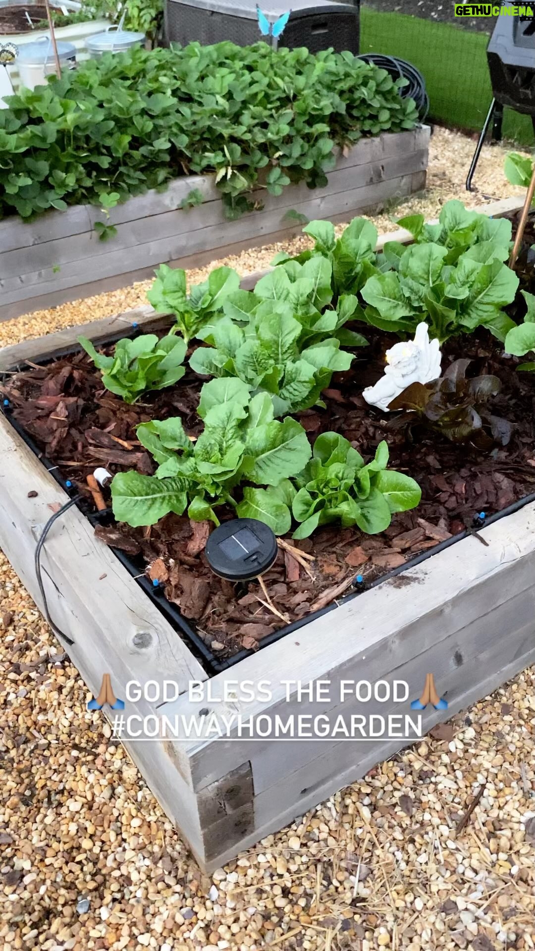 Laila Ali Instagram - 😍Working in my garden today. Looking forward to watching my Non-GMO & Organic lettuce, bok choy, broccoli, greens, cauliflower, cabbage, carrots, beets, onions, edible flowers and herbs grow. #conwayhomegarden #lailaalilifestyle