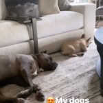 Laila Ali Instagram -