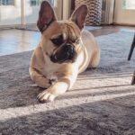 Laila Ali Instagram - ❤️This is my dog Malibu. She’s a 25 lb female French Bulldog who gangstas my 135 LB Cane Corso boy! 🤣Is this the norm with Frenchies? Comment below… LailaAli.com