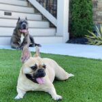 Laila Ali Instagram - 😍❤️These two! #canecorso #frenchbulldog