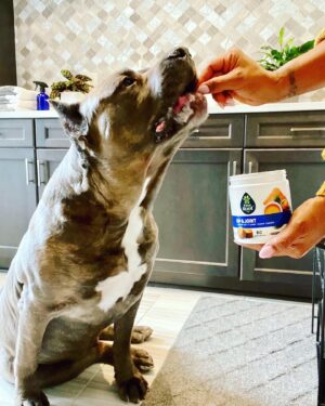 Laila Ali Instagram - #ad Just like we prioritize our own health, I want to remind everyone that pet health should always be top of mind too…which is why I am thrilled to be introducing the new Soft Chews from @EverRootDogSupplements! They use ingredients you can trust, like pumpkin and fish oil, to provide health benefits my pups need.  And they will come in five varieties – multi-benefit, skin & coat, and hip & joint available now, and digestion and calming coming in early December. Check out the link in my bio for more info on where to find EverRoot’s new Soft Chews! #EverRootPartner 
🐾LINK IN BIO