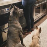 Laila Ali Instagram – ♥️🐾Best buds! Always together.