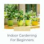 Laila Ali Instagram - 🌱Want to start a garden and grow your own food indoors or in a small space? Check out my latest blog for tips. 🌱LailaAli.com #garden #HomeGarden