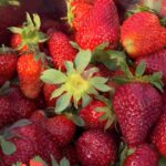 Laila Ali Instagram - 🍓Nothing like fresh picked fruit! Everyday I go out in my garden and grab enough strawberries to fill up an entire bowl! Strawberries are a superfood~ low glycemic ,rich in antioxidants, high in fiber and other nutrients/minerals that support good health and help fight cancer. #ConwayHomeGarden #LailaAliLifestyle